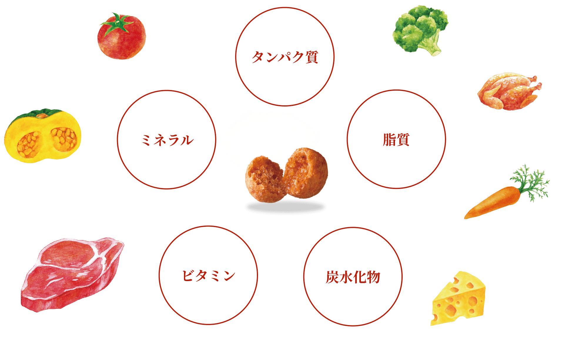 タンパク質 脂質 炭水化物 ビタミン ミネラル