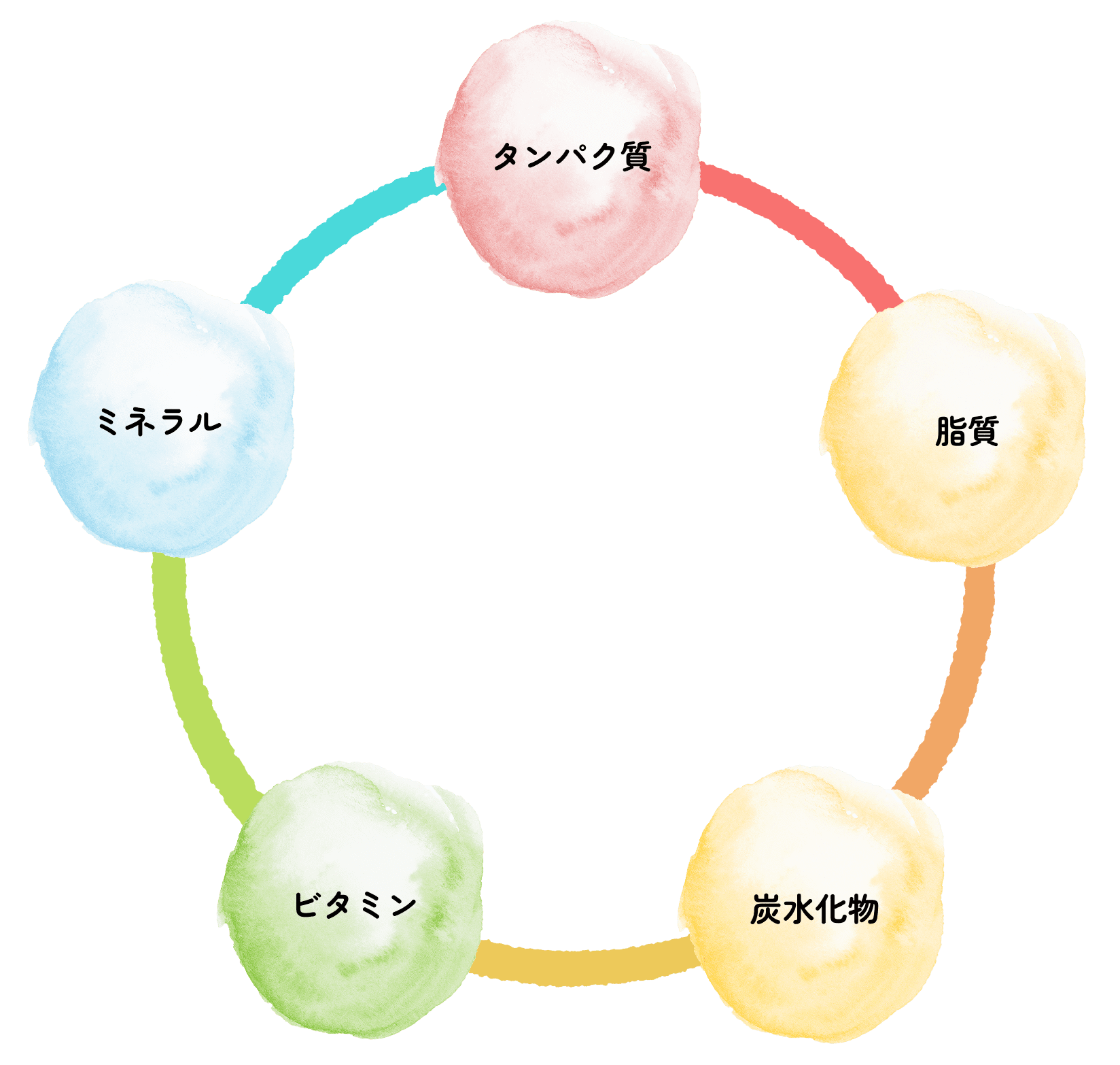 タンパク質 脂質 炭水化物 ビタミン ミネラル