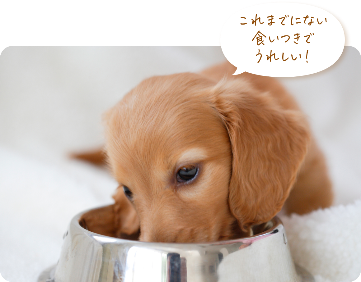 これまでにない食いつきでうれしい！