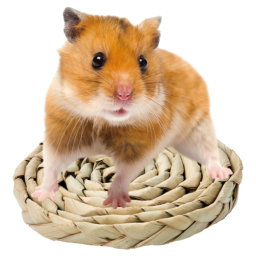 バラエティディスク