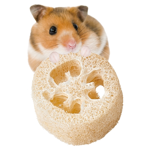 ヘチマトイ　ショート