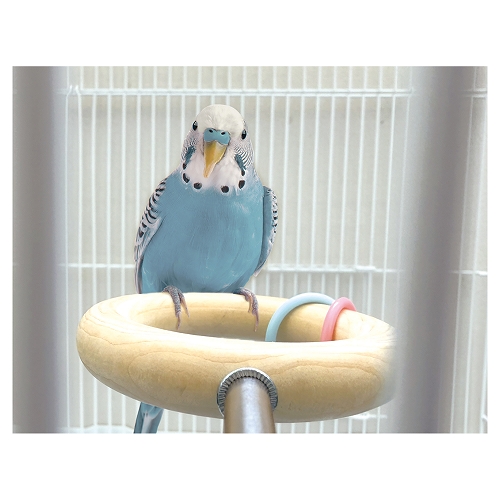 小鳥のとまリング