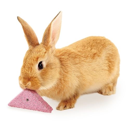 小動物のデンタルストーン