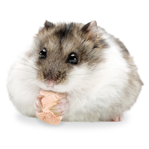 ＨＡＭＳ　フリーズドライ鶏ささみ<br>イチゴ入り