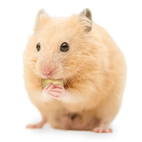 ＨＡＭＳ　フリーズドライ鶏ささみ<br>ブロッコリー入り