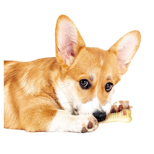 ゴン太のデンタルトイ<br>かむピカコーン　Ｍ　チキン風味