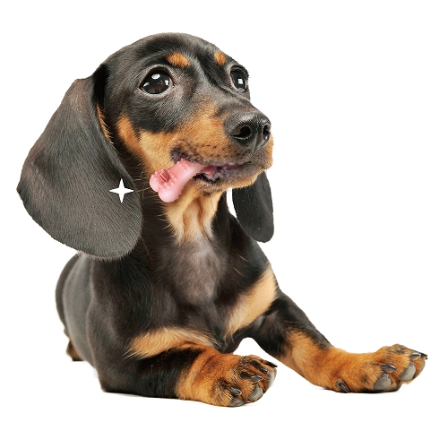 ゴン太のデンタルトイ<br>かむピカコーン　Ｓ　いちごミルク風味