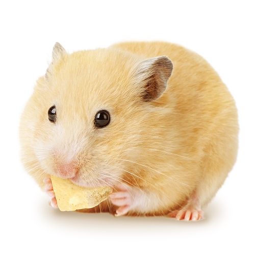 HAMS フリーズドライ<br>ソイキューブ さつまいも・かぼちゃ入り