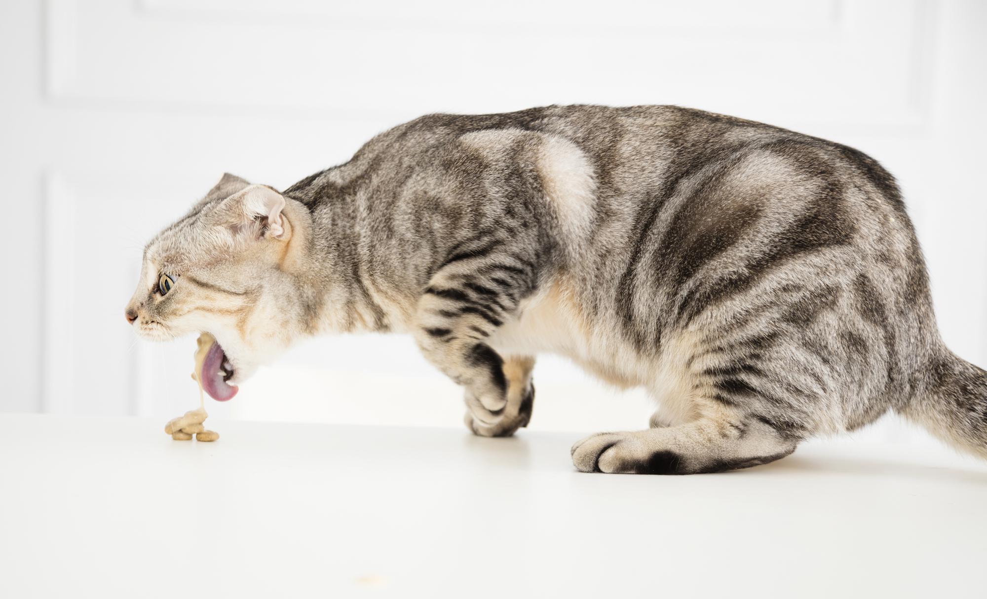 【獣医師監修】猫が吐く原因は？吐いたもの別の原因と対処法を解説