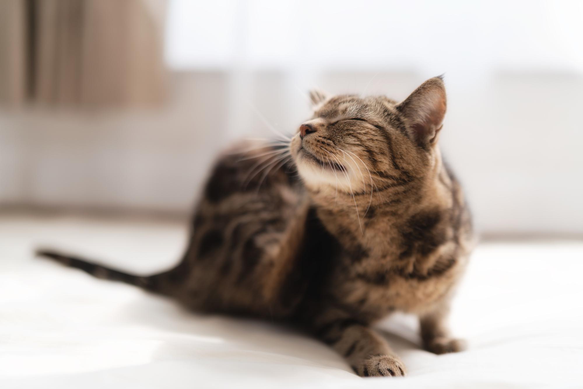 【専門家監修】猫のアレルギーとは？原因や自宅でもできる対策を解説