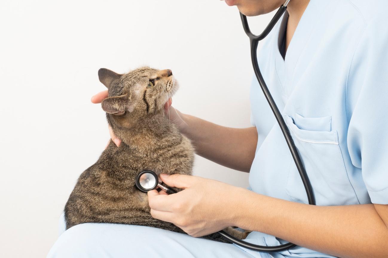 獣医師の膝の上で聴診器を当てられる猫
