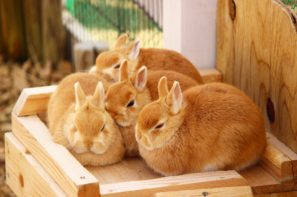 うさぎの習性や体の特徴を知ろう！ペットとして迎える前の心得
