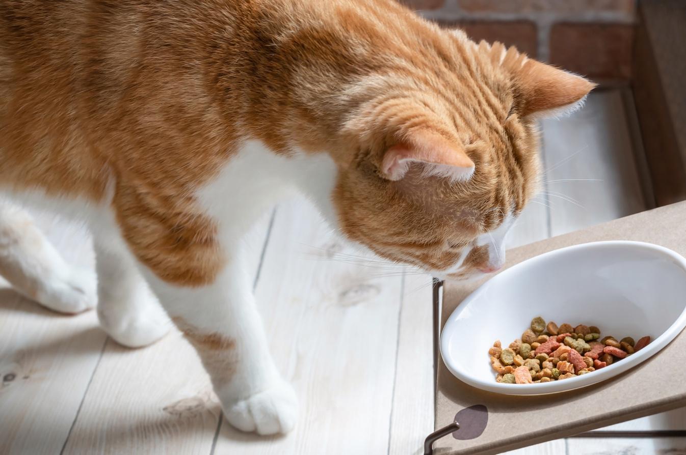 【獣医師監修】猫のご飯の選び方とあげ方｜回数・量・NG食材まで徹底解説