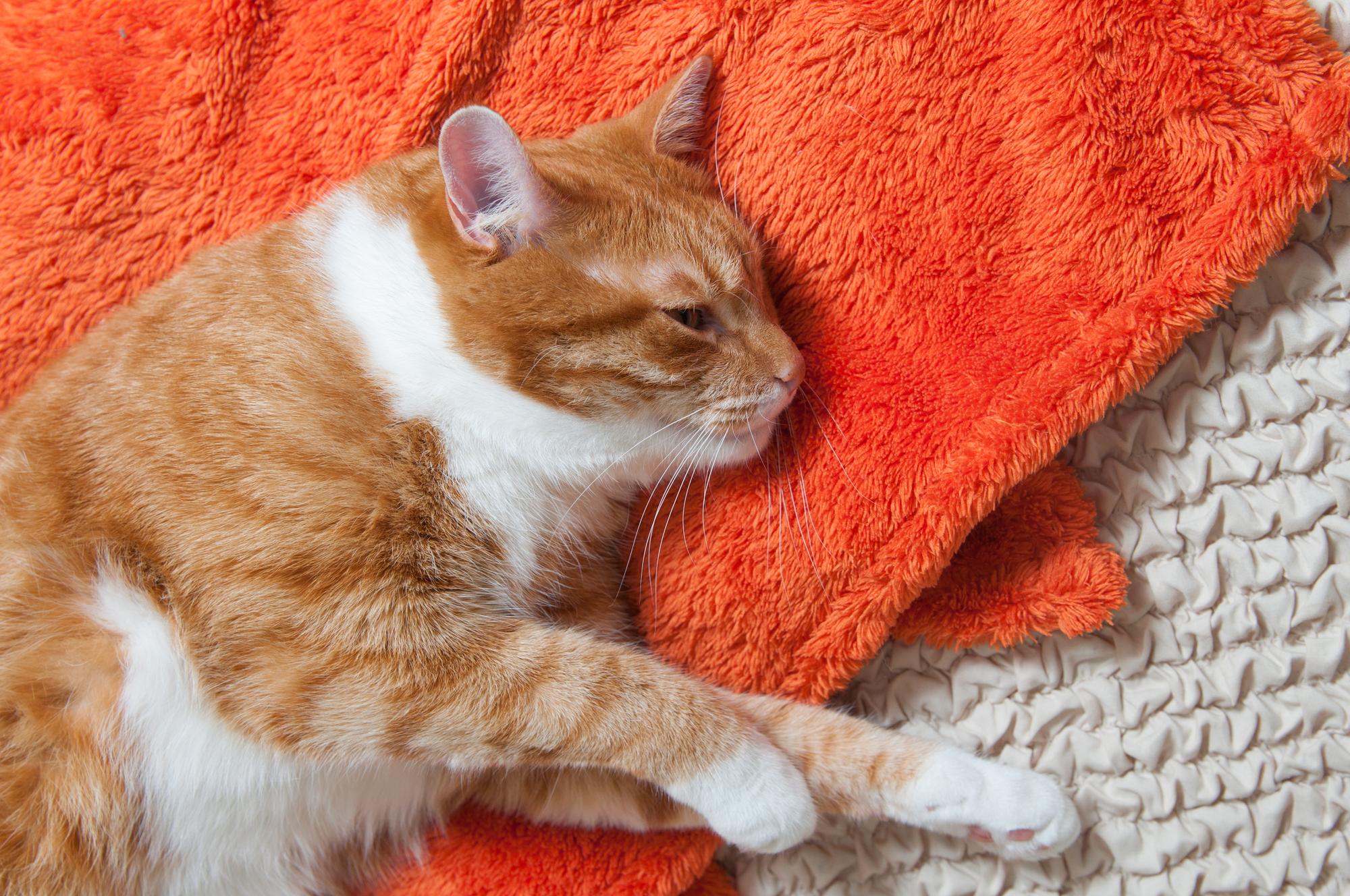 オレンジ色の敷物の上で目を細めて横たわる猫