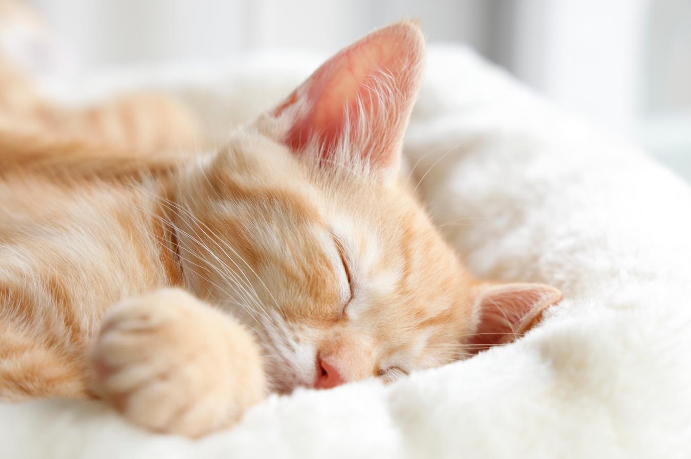 ふかふかの毛布の上で気持ちよく眠る猫