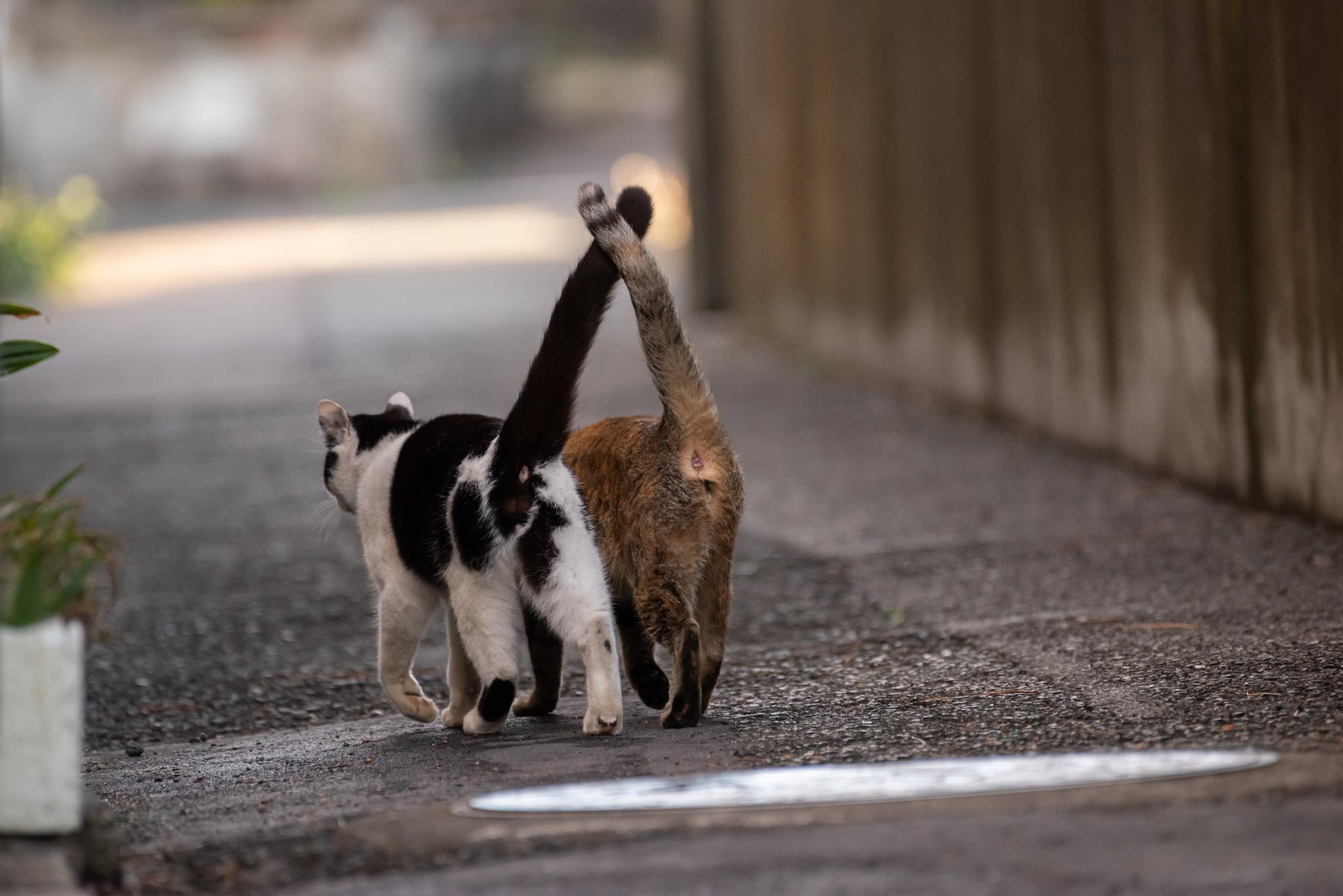 しっぽを立てて路地を歩く2匹の猫