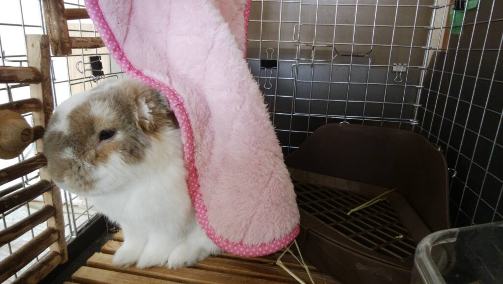 うさぎのおしっこで健康チェック！しつけに関するお悩みにもお答えします