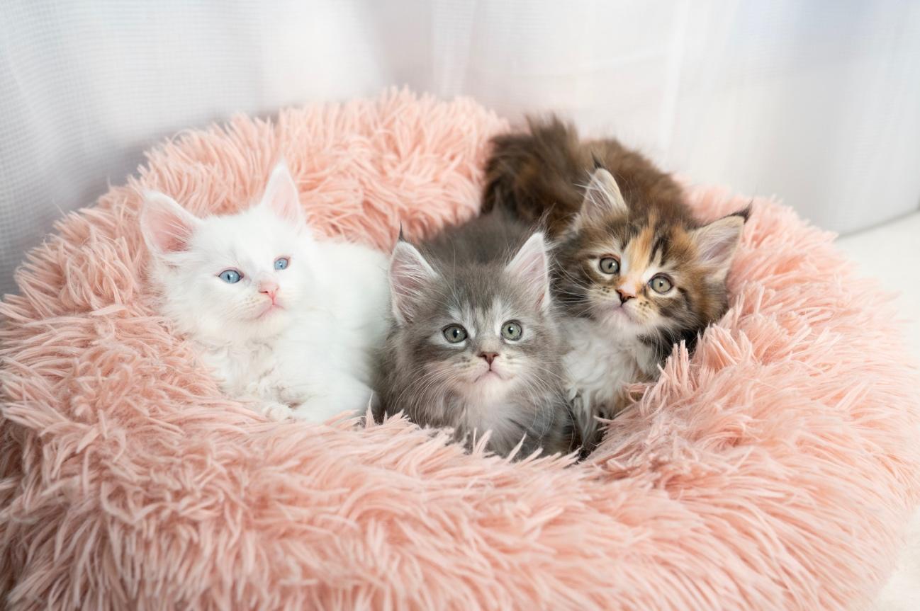 もふもふのクッションに包まれる3匹の子猫