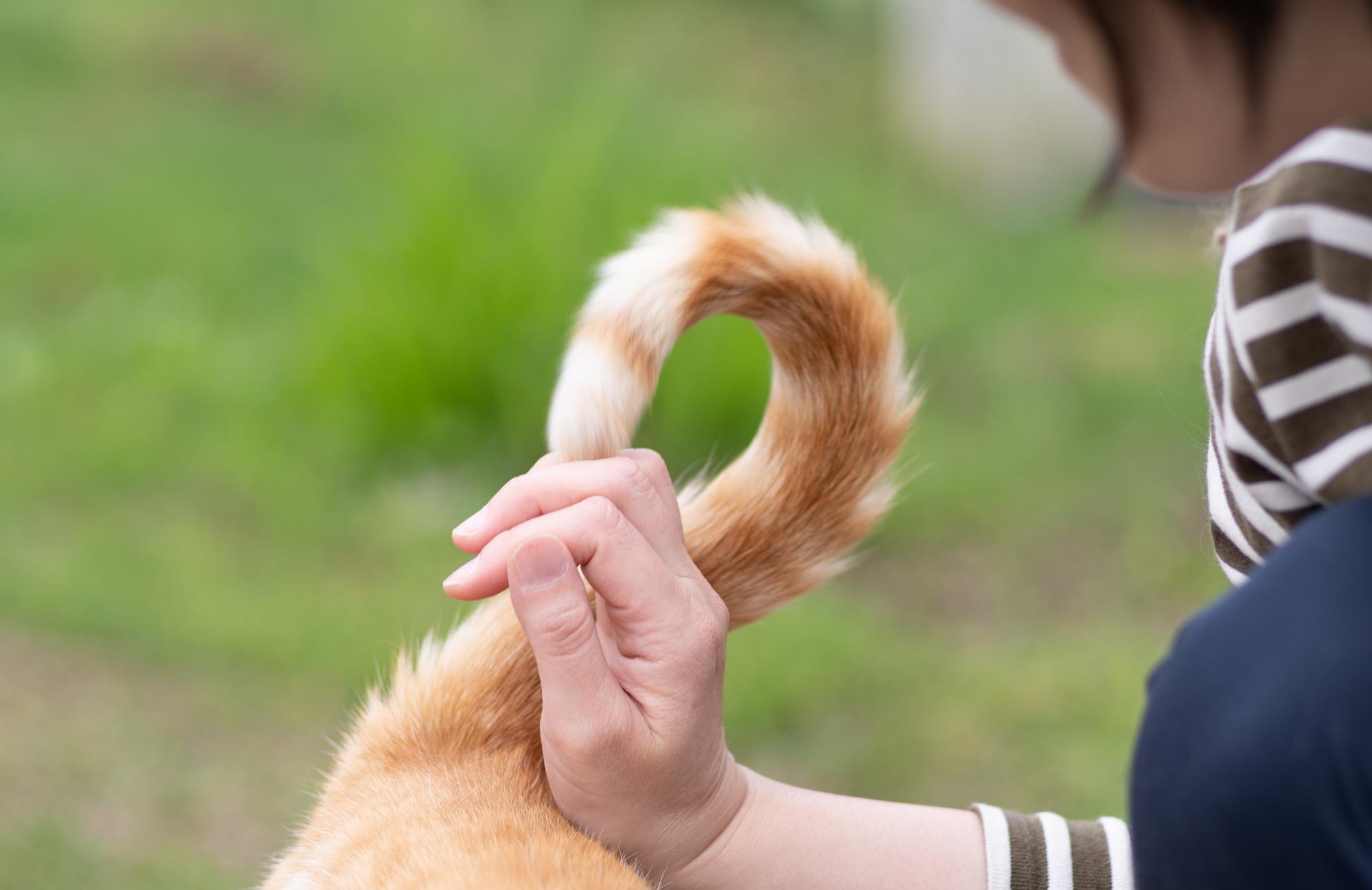 猫のしっぽを触る人の手