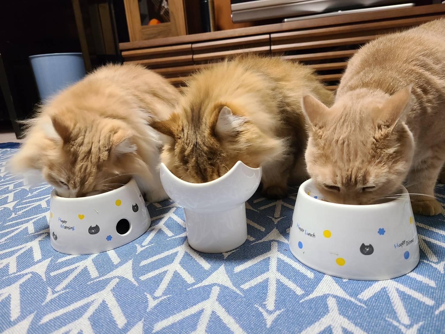 1列に並んでご飯を食べる4匹の猫