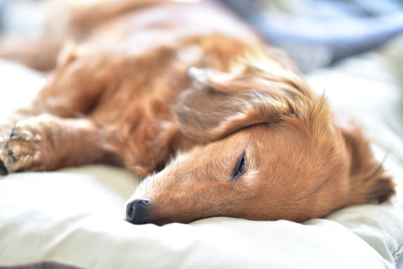 【獣医師監修】犬がずっと寝てるのは病気？平均睡眠時間や病気の可能性を解説