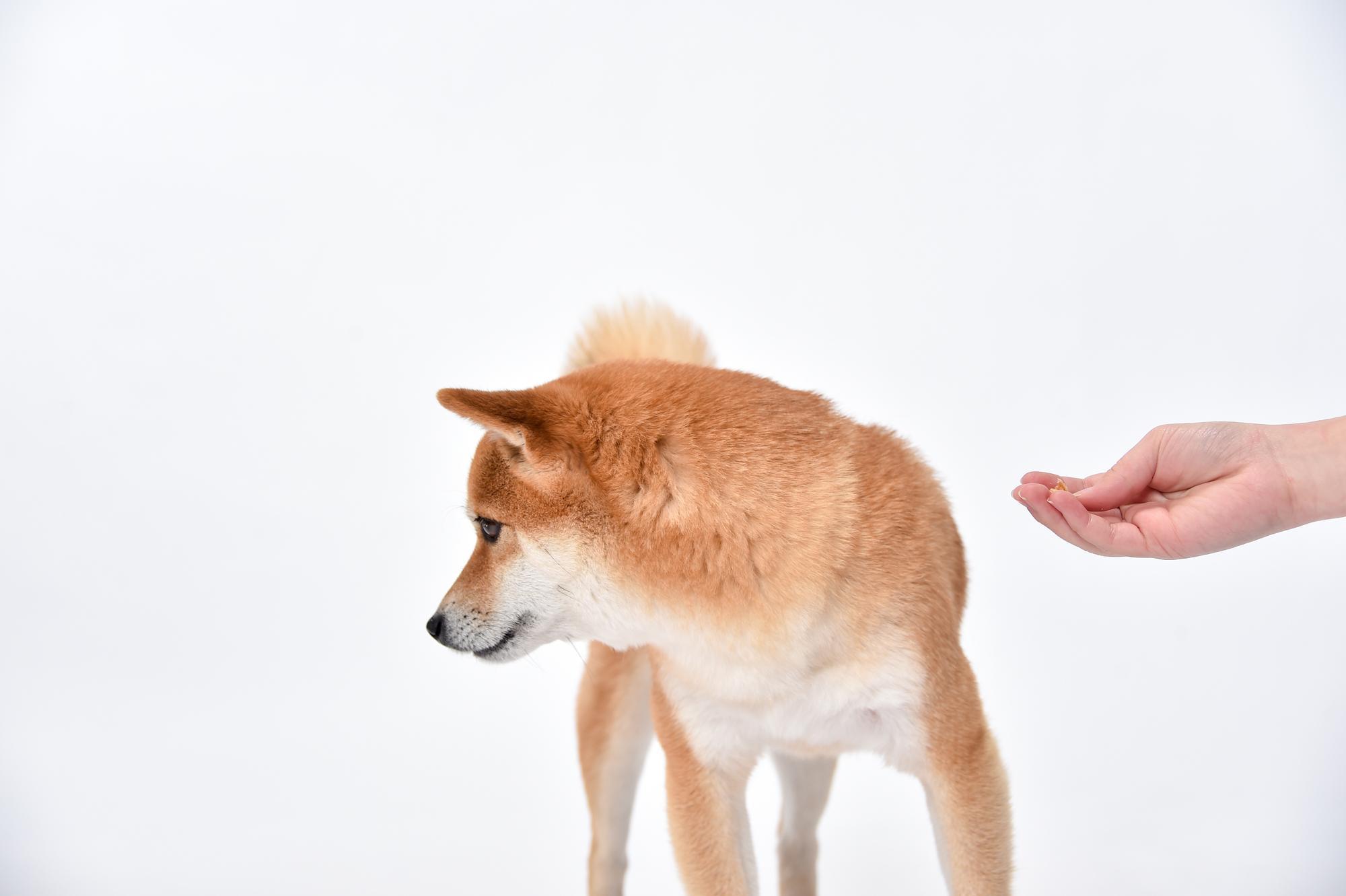 【獣医師監修】犬がご飯を食べない原因と対処法！わがままと病気の見分け方
