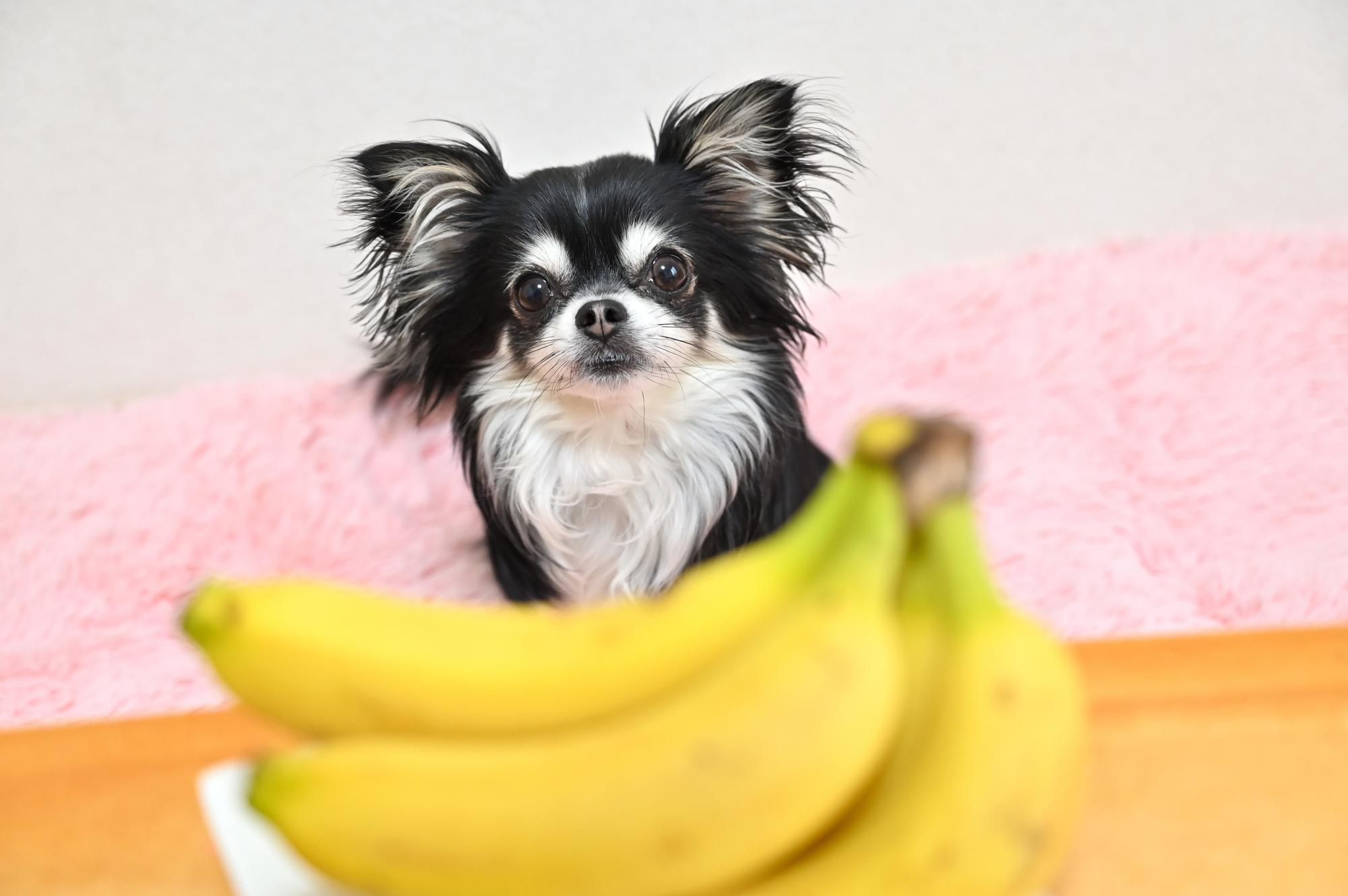 【獣医師監修】犬はバナナを食べられる？与える際の注意点や適量も解説