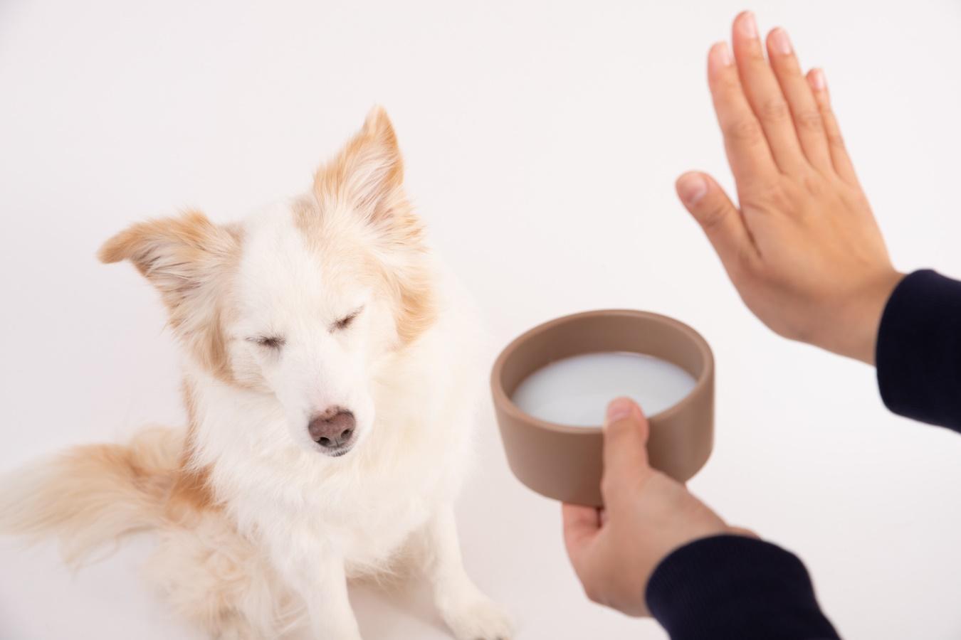 ミルクの入った容器を持って「待て」のポーズをする人の手とお座りをする犬