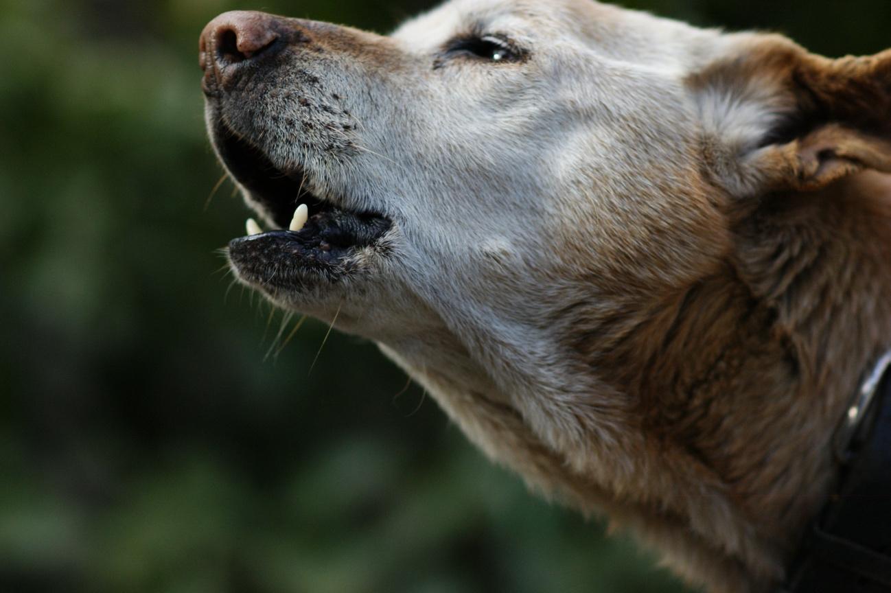 【専門家監修】犬が遠吠えをする5つの理由｜ケース別の対処法も解説
