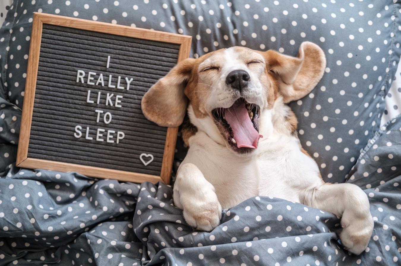 ベッドに横たわり大きなあくびをする小型犬