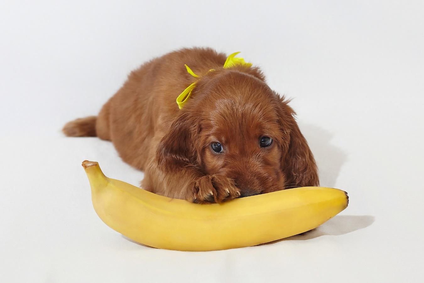 寝そべった状態でバナナの上に前足を乗せる犬