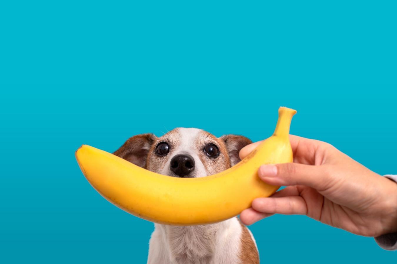 バナナを持つ人の手とその後ろからのぞき込む犬