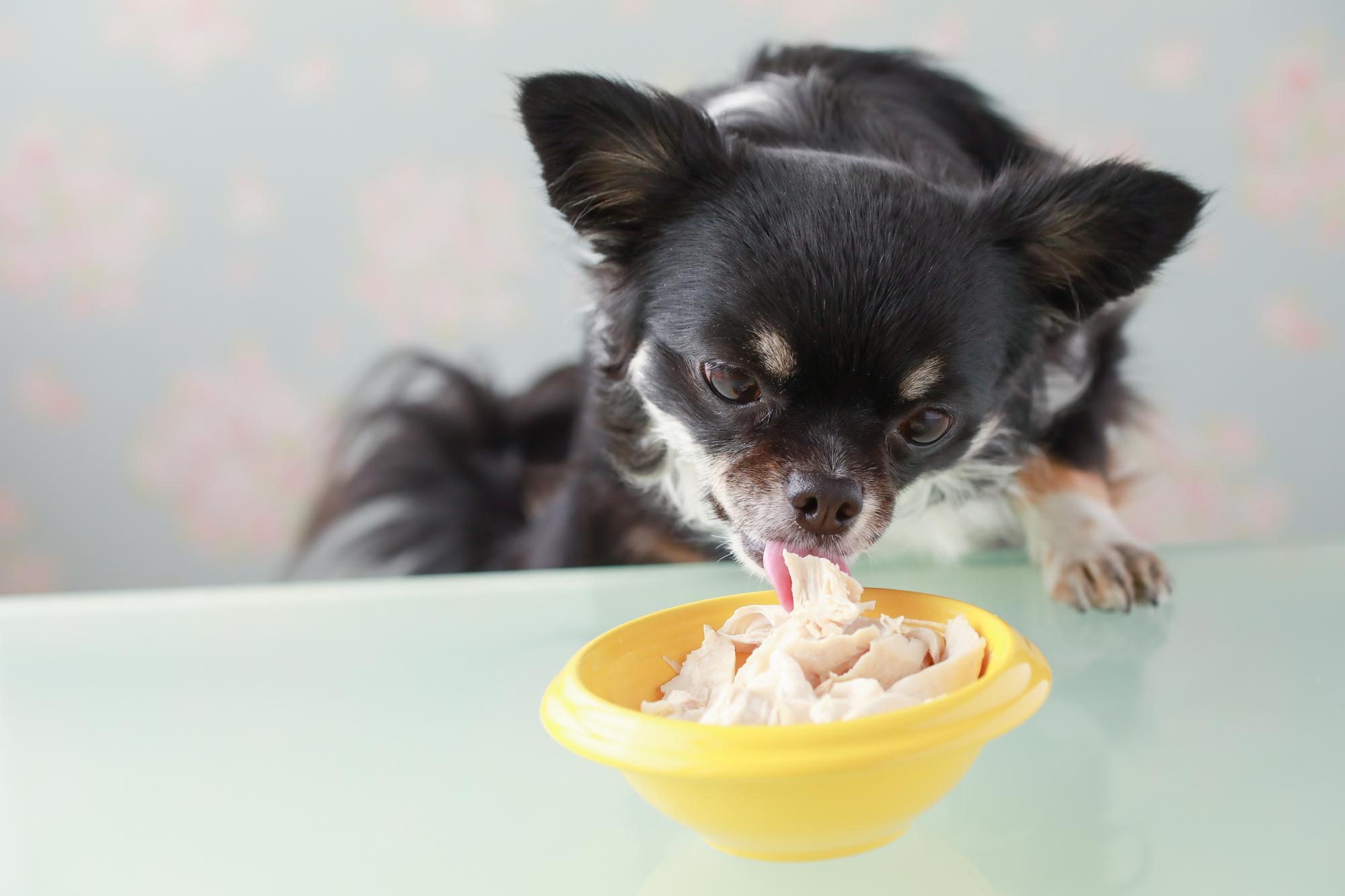 【獣医師監修】犬はササミを食べられる？与え方や注意点を解説