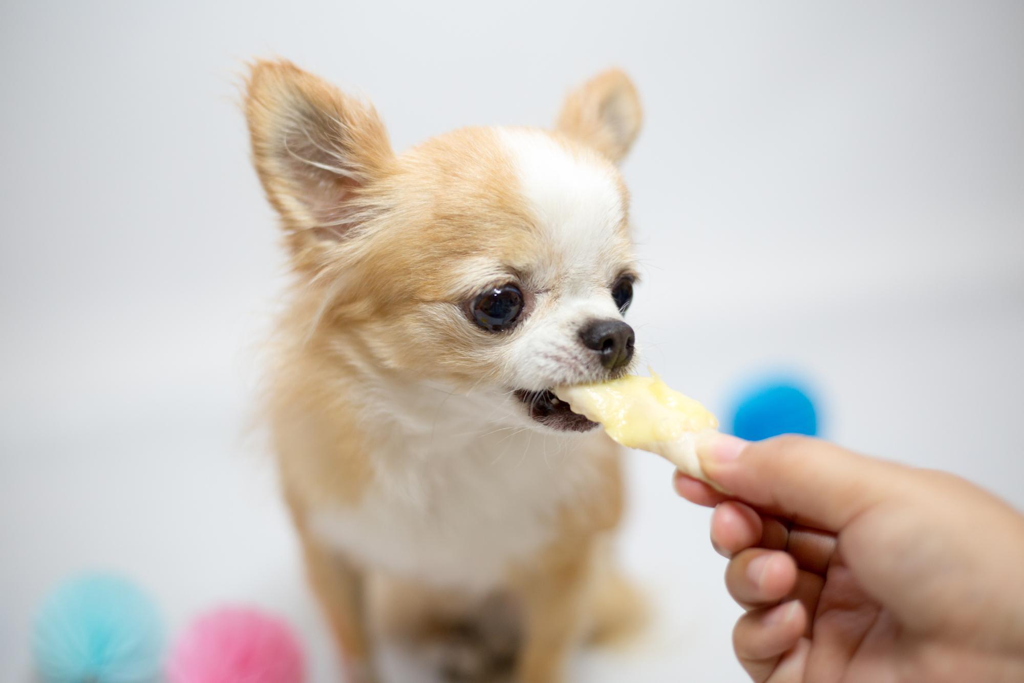 ササミを食べる犬
