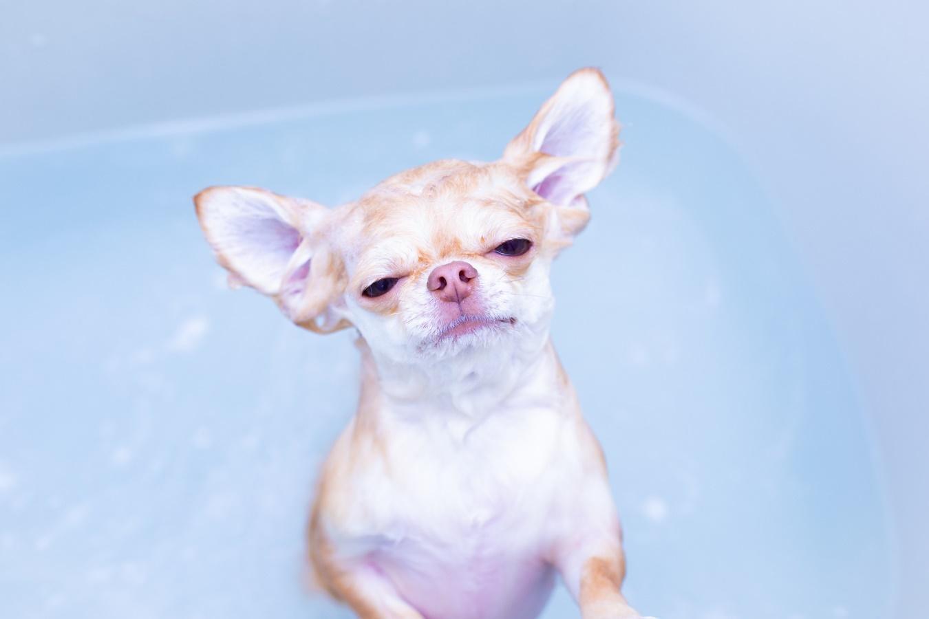 お風呂に入る子犬
