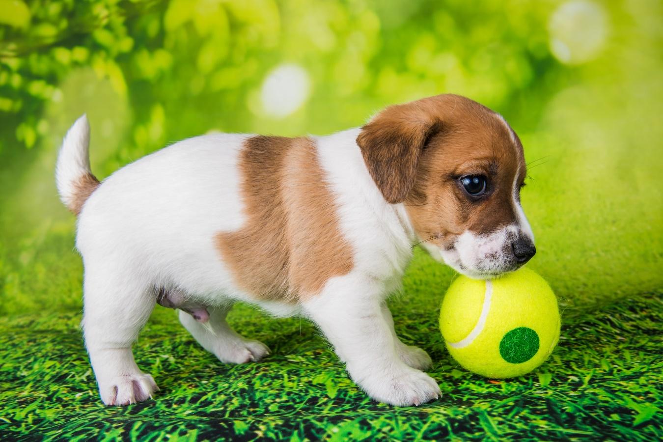 テニスボール風のおもちゃに近寄る子犬