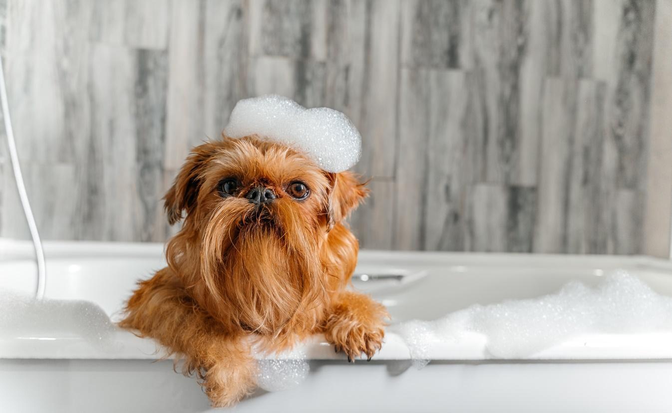 【専門家監修】子犬はお風呂にいつから入れる？入れ方の手順やポイントも解説